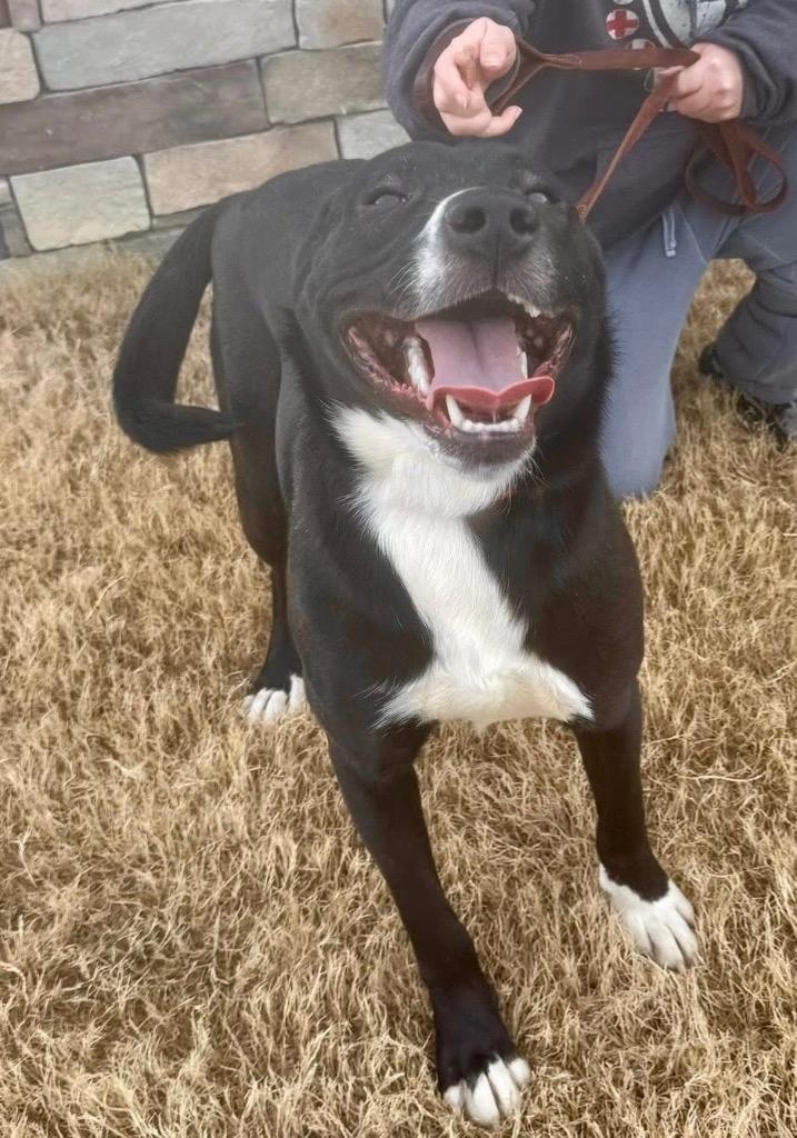Enlarge Tank, a Adoptable mixed breed in East Ridge, TN image 5/5