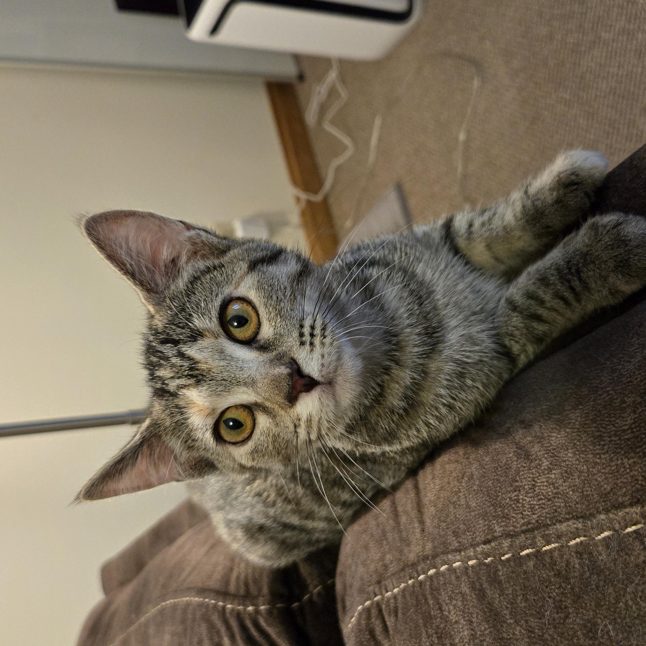 Enlarge Pepper, a ADOPTABLE Domestic Short Hair in Shippenville, PA image 2/4