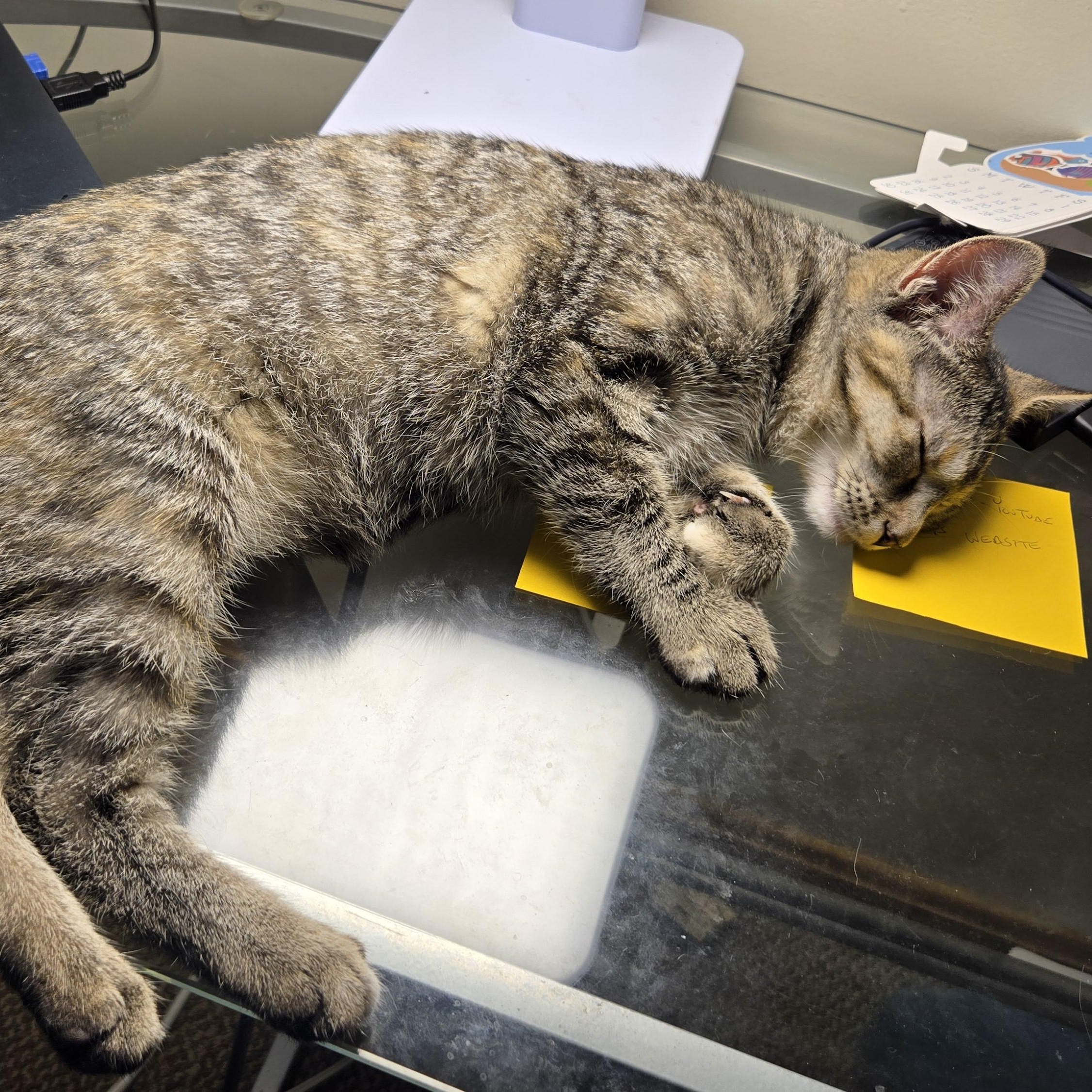 Enlarge Pepper, a ADOPTABLE Domestic Short Hair in Shippenville, PA image 3/4