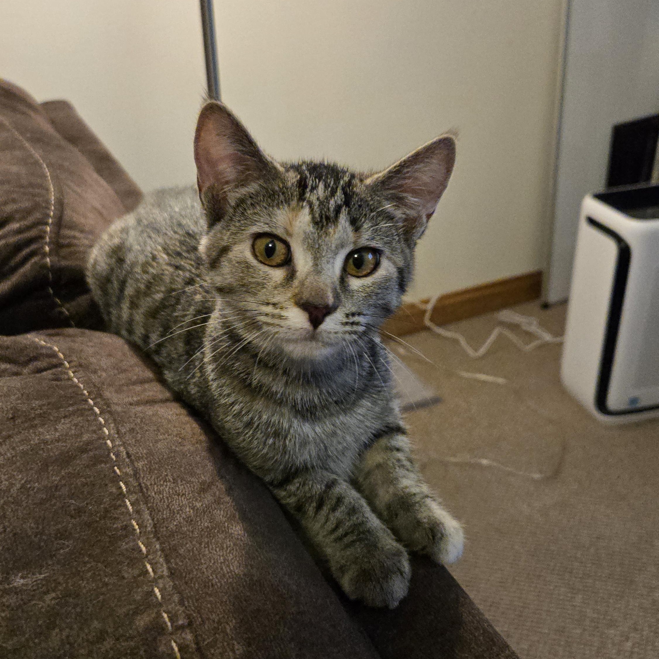 Enlarge Pepper, a ADOPTABLE Domestic Short Hair in Shippenville, PA image 1/4