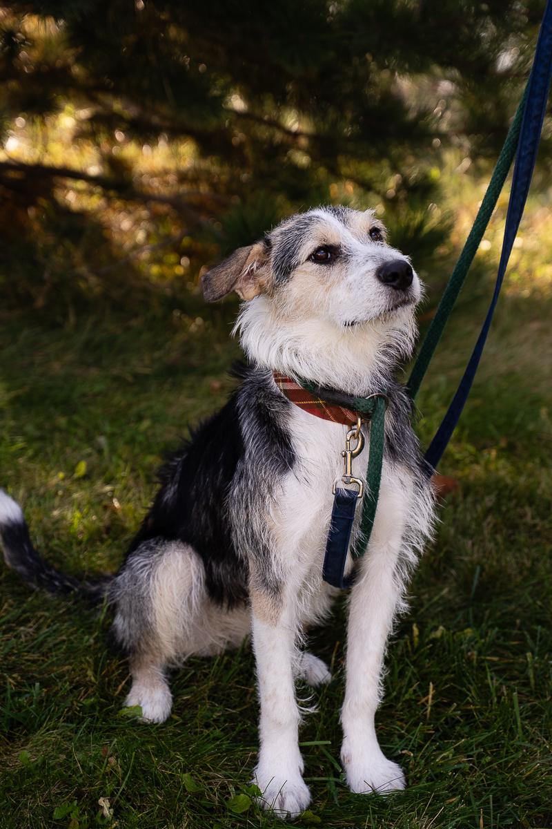 Sarina, an adoptable Terrier in Buffalo, MN, 55313 | Photo Image 1