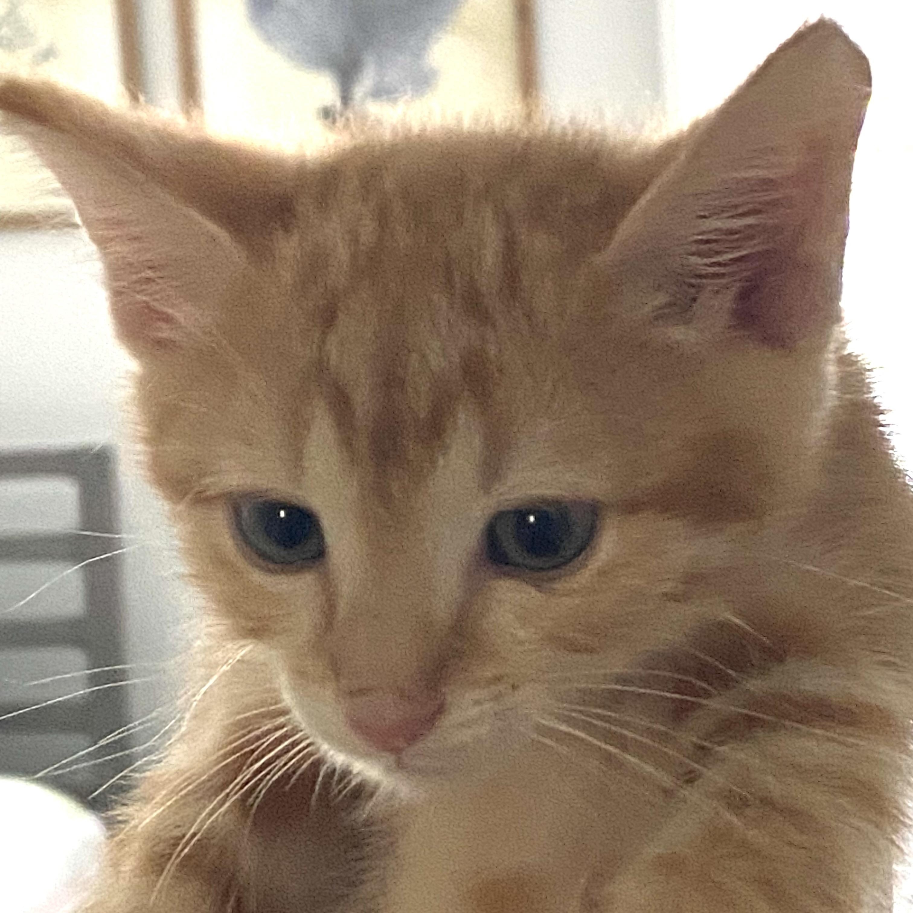 Enlarge Sam Altman, a Adopted Domestic Short Hair in Beaufort, SC image 1/2