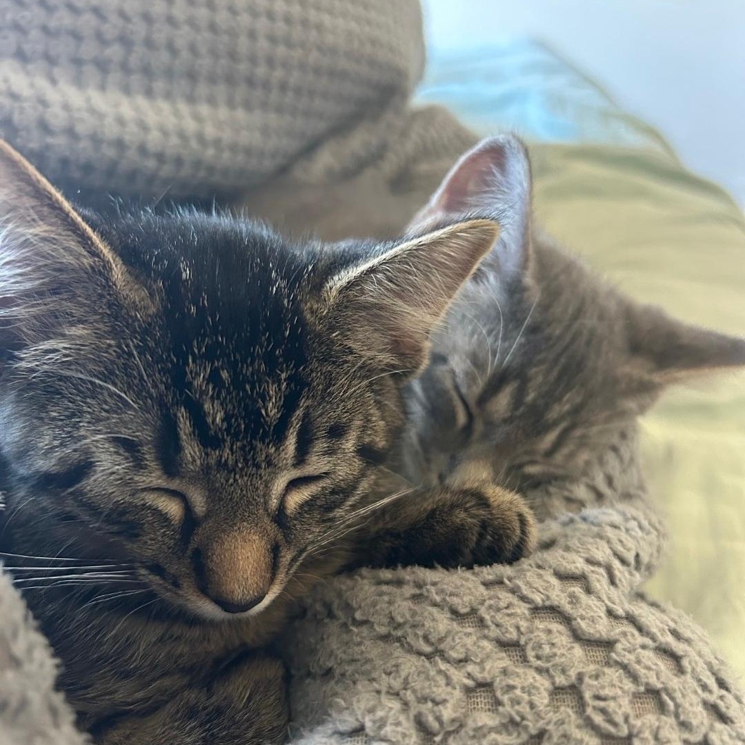 Enlarge Oliver (bonded with Mabel), a ADOPTABLE Domestic Short Hair in Chicago, IL image 2/3