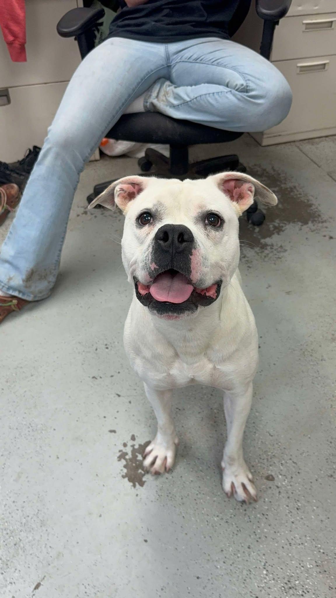 Cason **Courtesy Post. Out of town pet. See below for details**