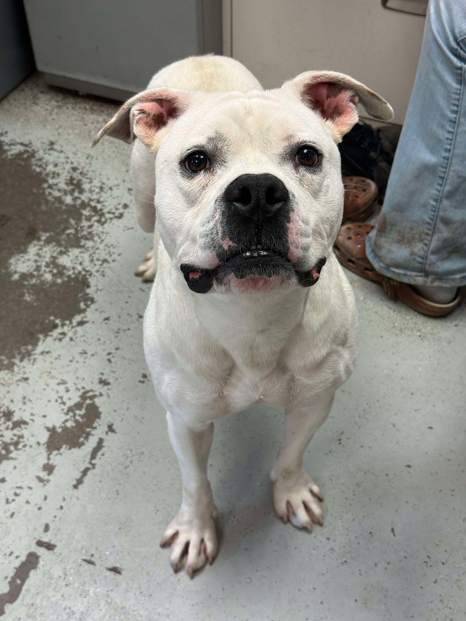 Cason **Courtesy Post. Out of town pet. See below for details**