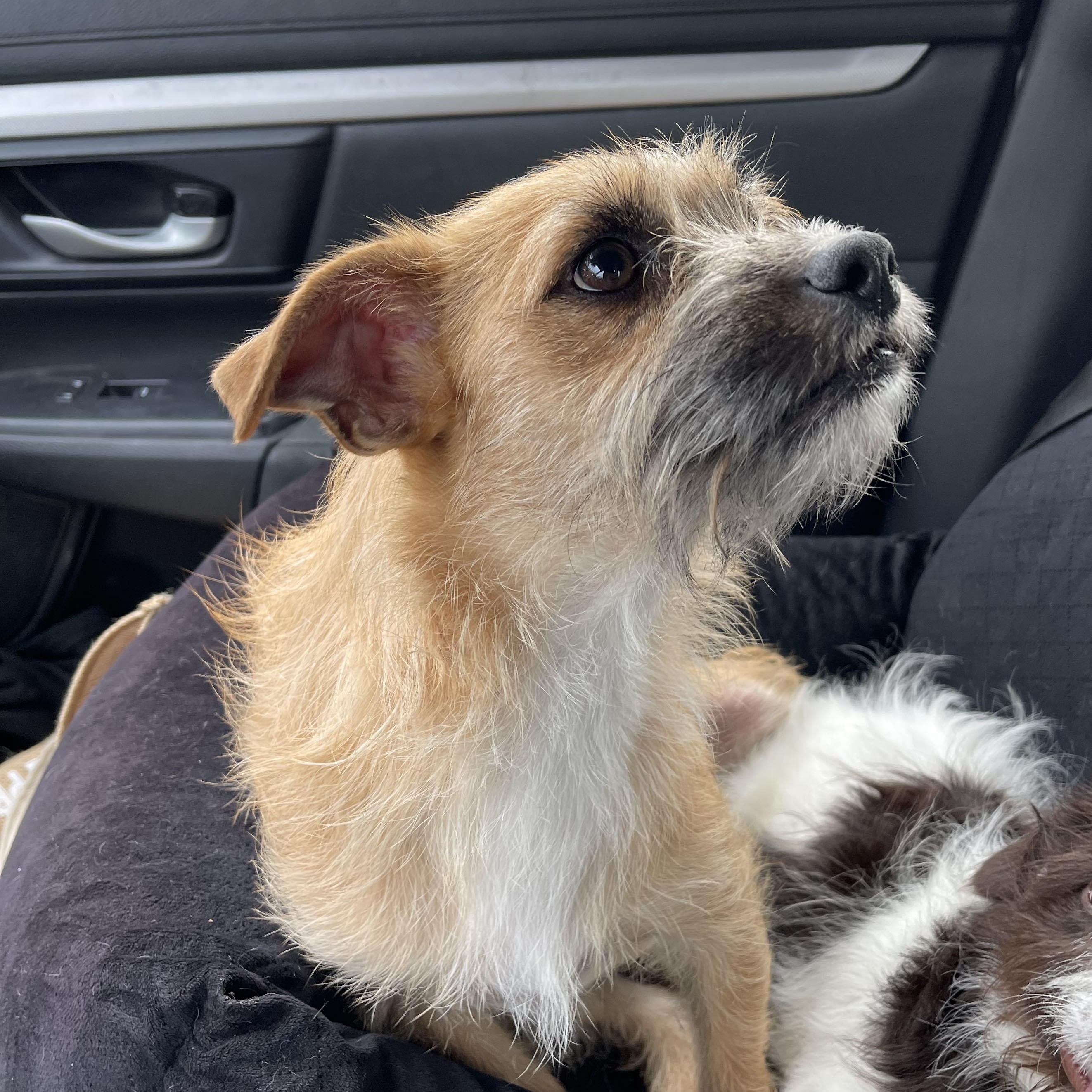 Enlarge DEXTER 14 months old 10 pounds, a Adoptable mixed breed in Aliso Viejo, CA image 4/4