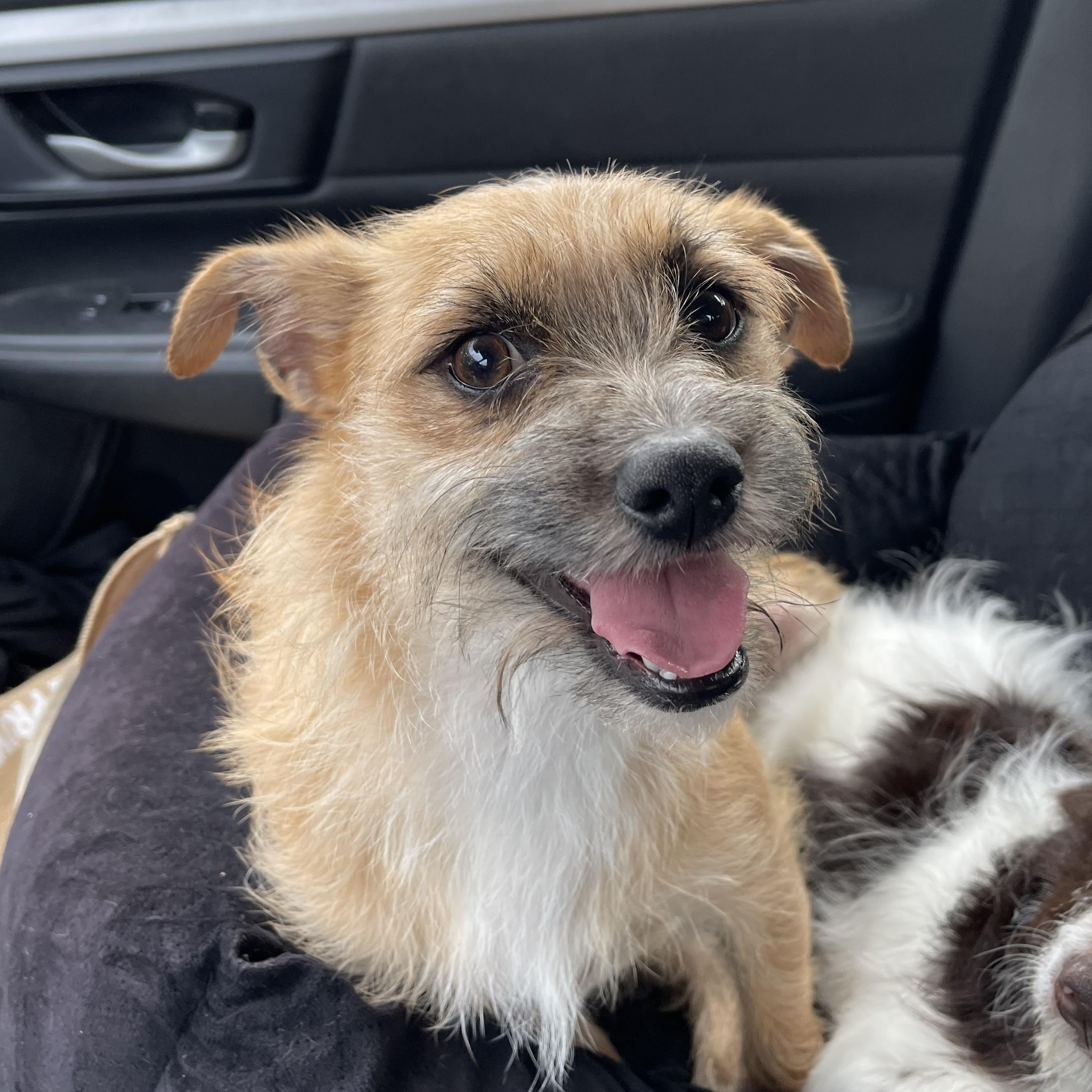 Enlarge DEXTER 14 months old 10 pounds, a Adoptable mixed breed in Aliso Viejo, CA image 3/4