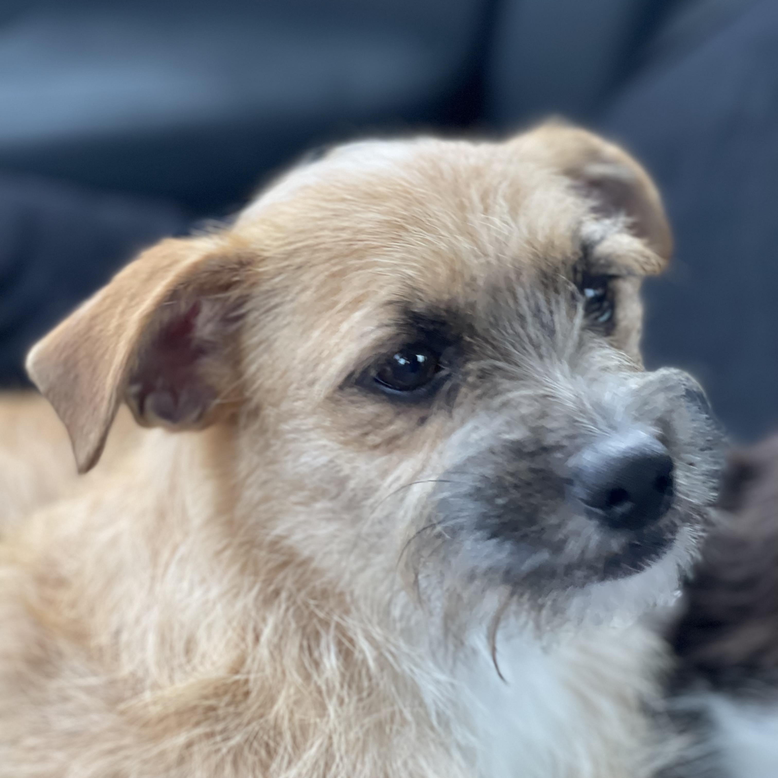 Enlarge DEXTER 14 months old 10 pounds, a Adoptable mixed breed in Aliso Viejo, CA image 1/4