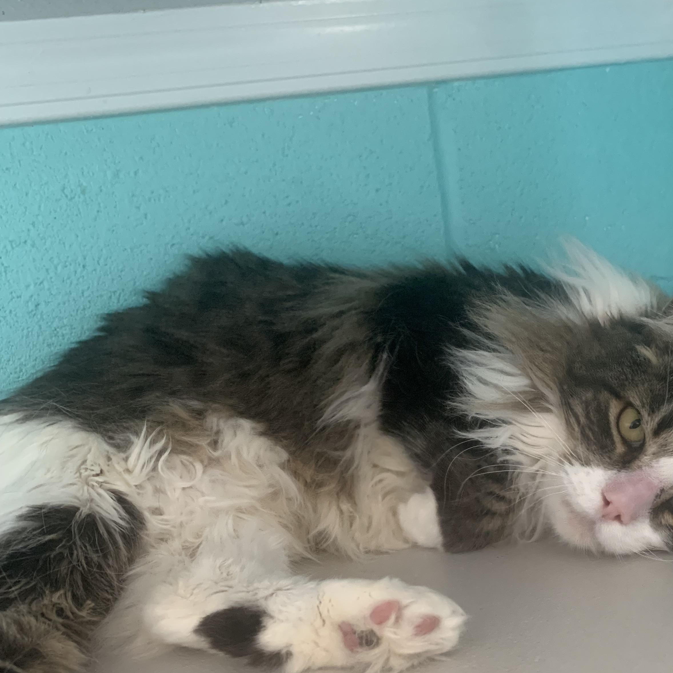 Enlarge Gecko, a ADOPTABLE Domestic Medium Hair in Bisbee, AZ image 1/1