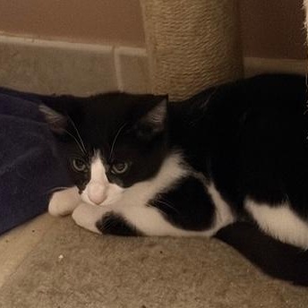 Enlarge Victoria, a Adoptable Domestic Short Hair in Murfreesboro, TN image 1/1