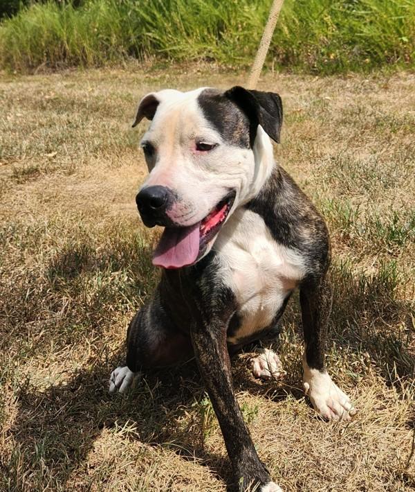 Enlarge Eleanor, a Adoptable mixed breed in Osage Beach, MO image 1/6