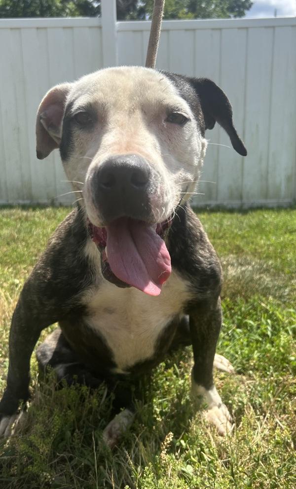 Eleanor, Adoptable, Young Female American Bulldog.