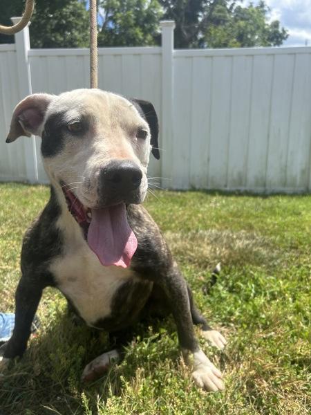 Enlarge Eleanor, a Adoptable mixed breed in Osage Beach, MO image 2/6