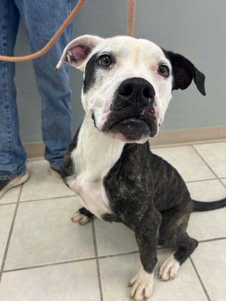 Enlarge Eleanor, a Adoptable mixed breed in Osage Beach, MO image 3/6