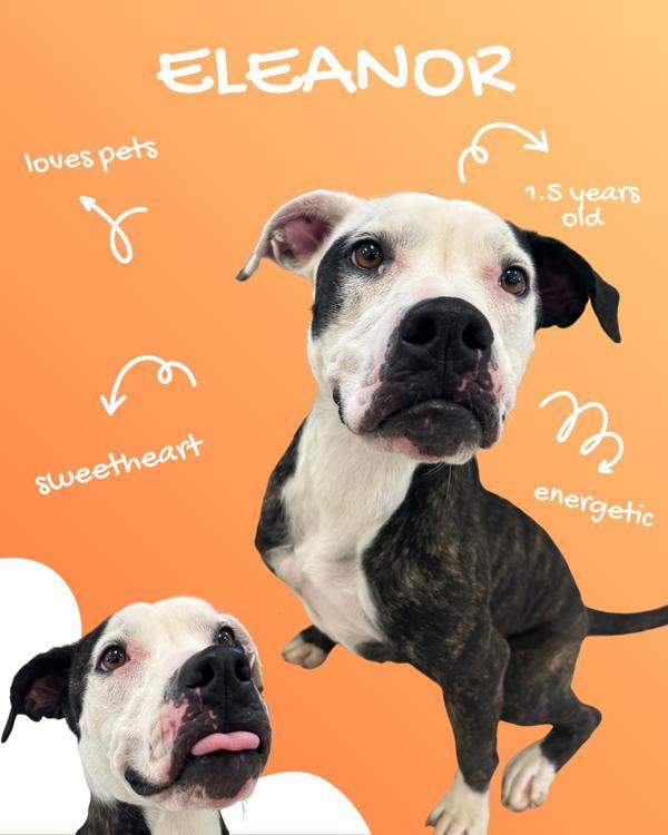 Enlarge Eleanor, a Adoptable mixed breed in Osage Beach, MO image 5/6