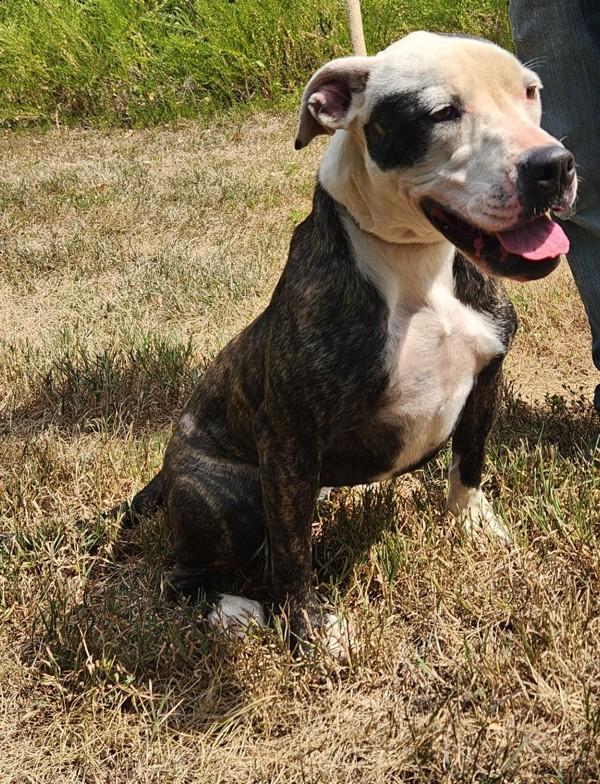 Enlarge Eleanor, a Adoptable mixed breed in Osage Beach, MO image 5/6