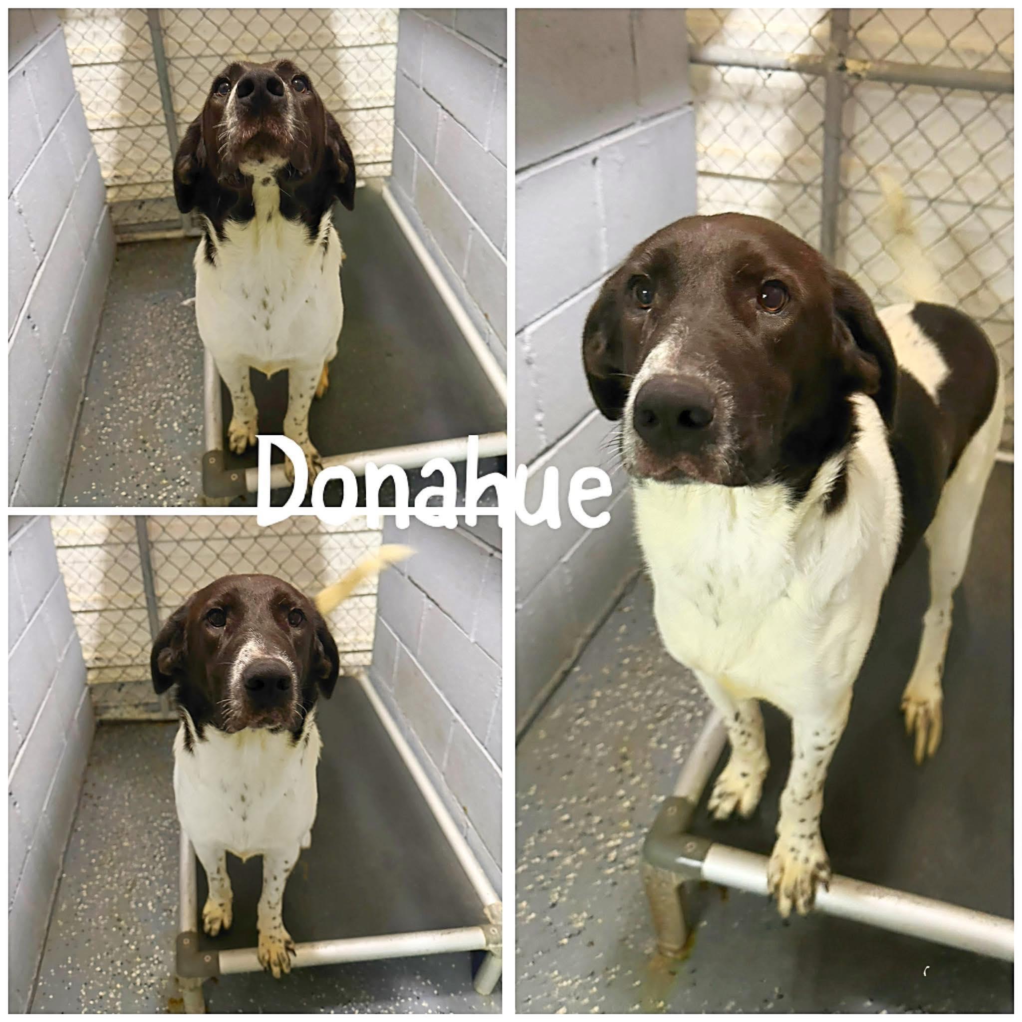 Donahue, ADOPTABLE, Adult Male Great Dane.
