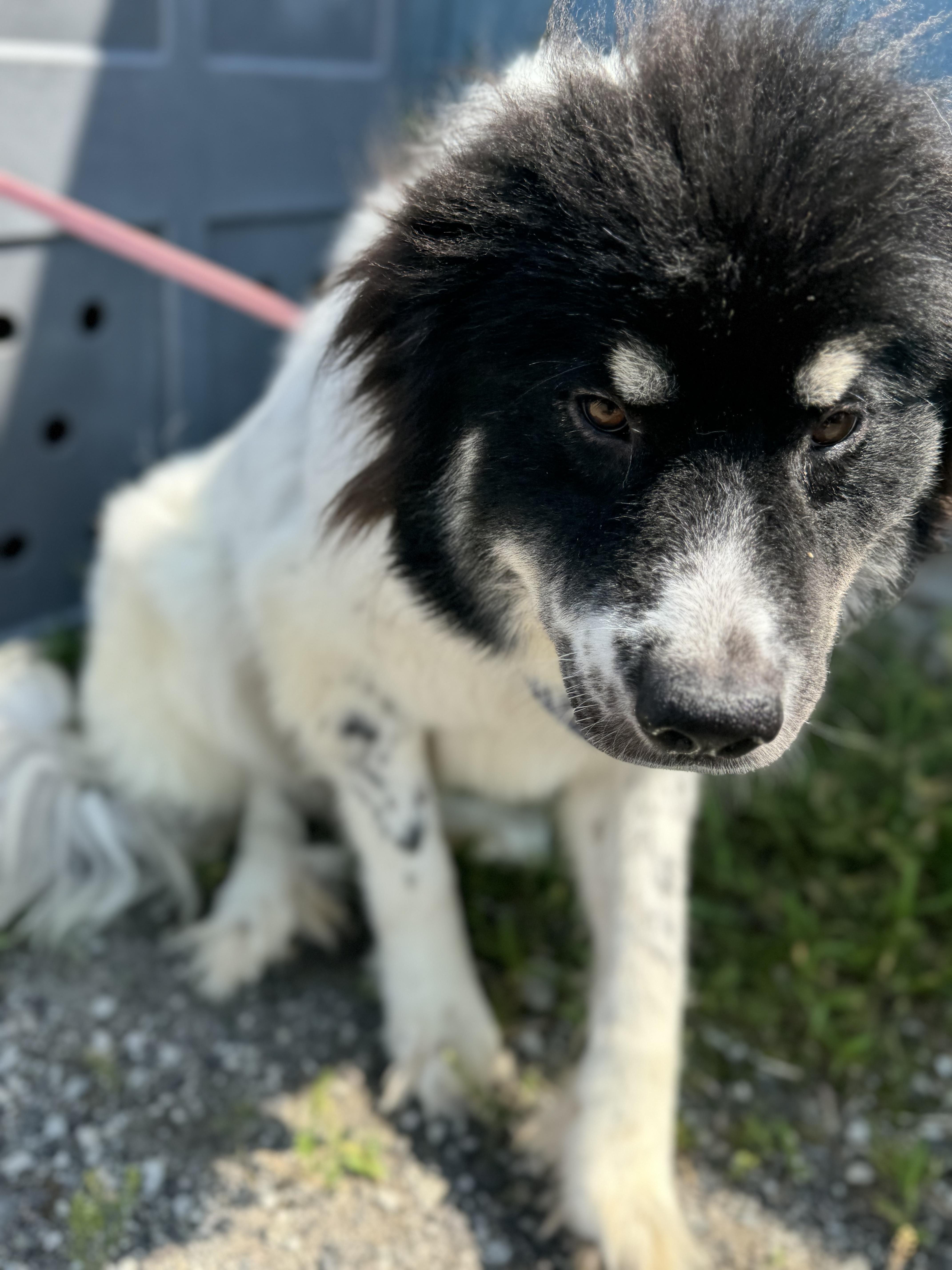 Maggie, a Adopted Great Pyrenees in Blackstone, MA image 3/6