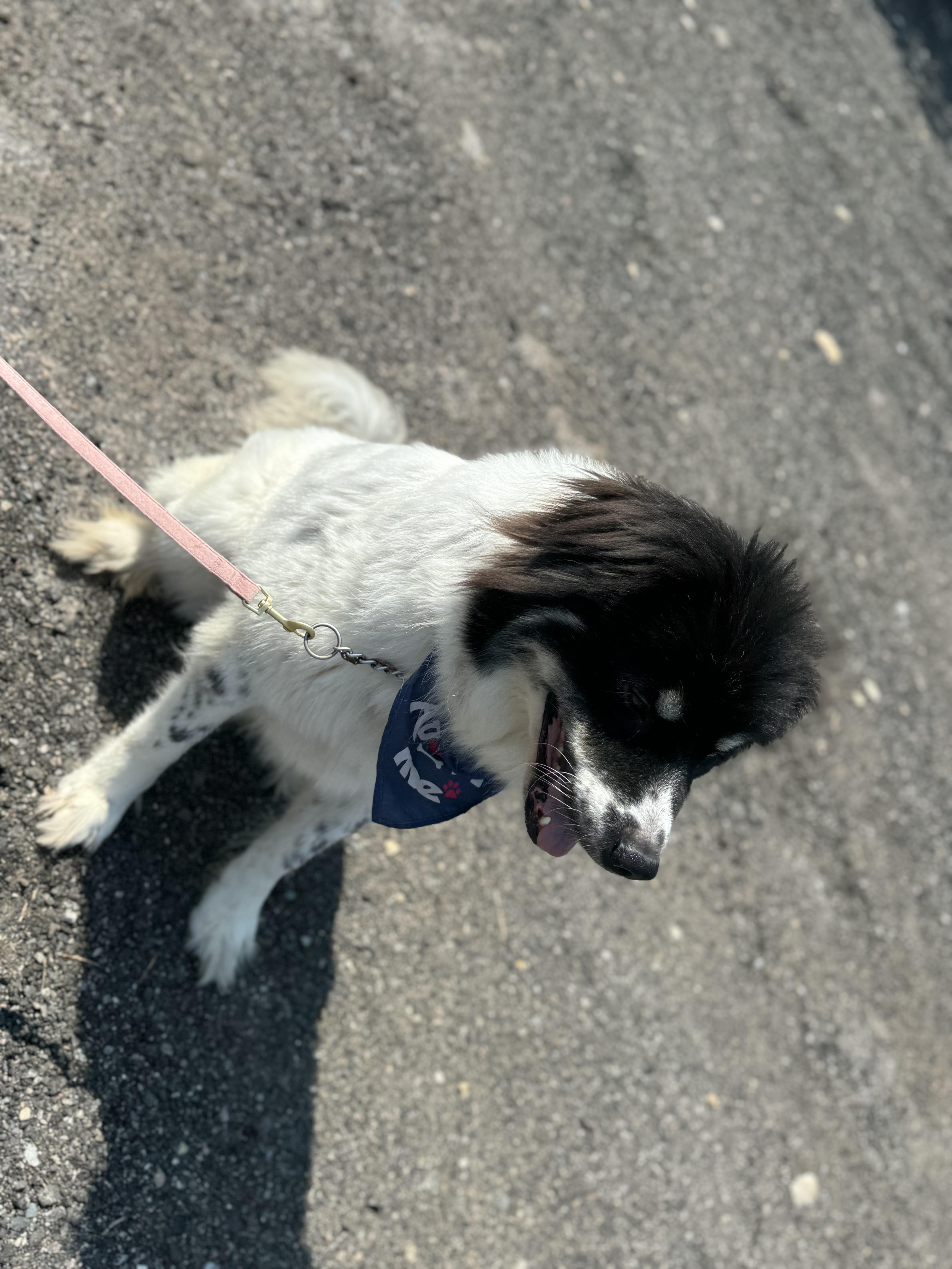 Maggie, a Adopted Great Pyrenees in Blackstone, MA image 4/6