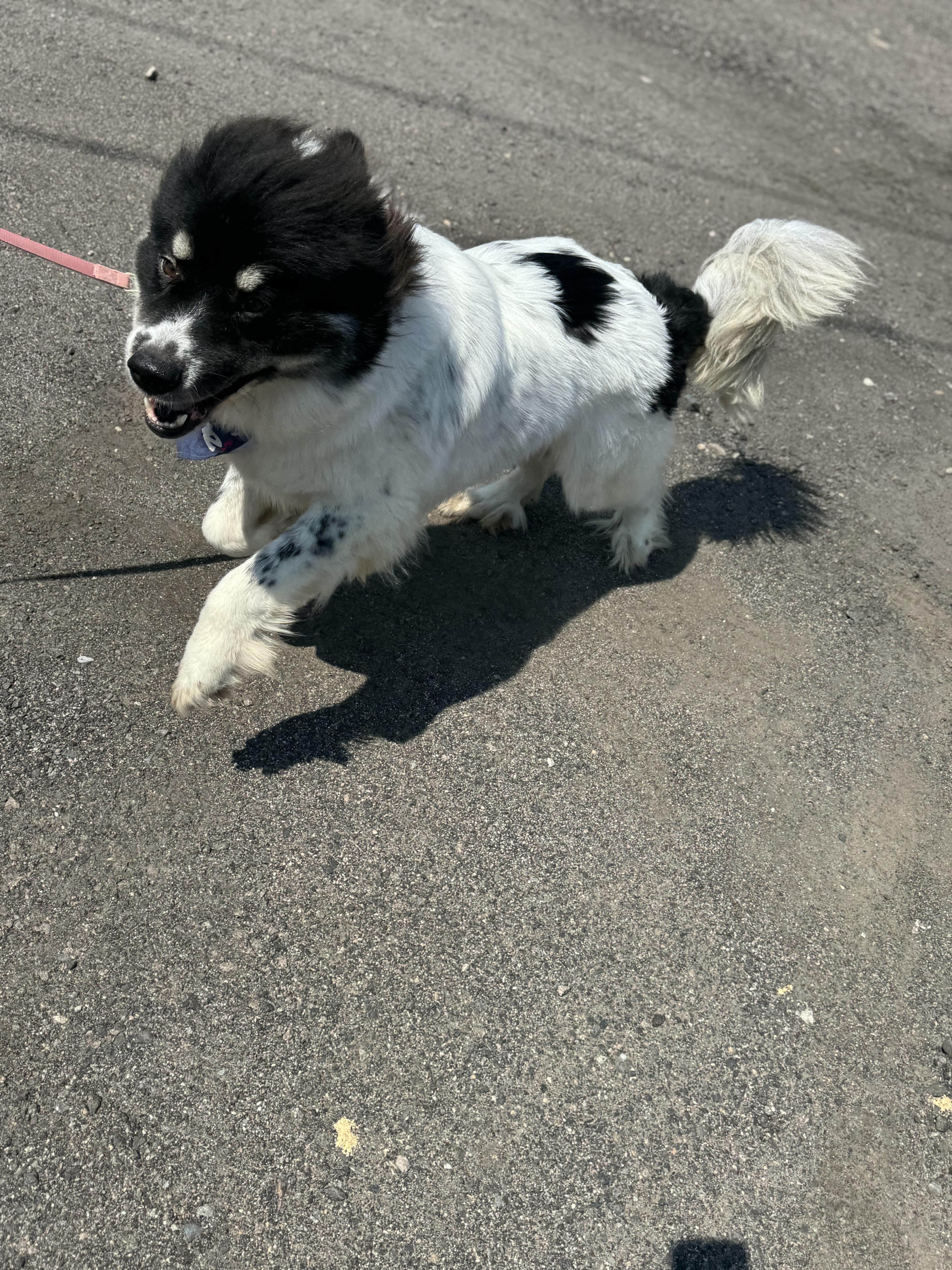 Maggie, Adopted, Adult Female Great Pyrenees.