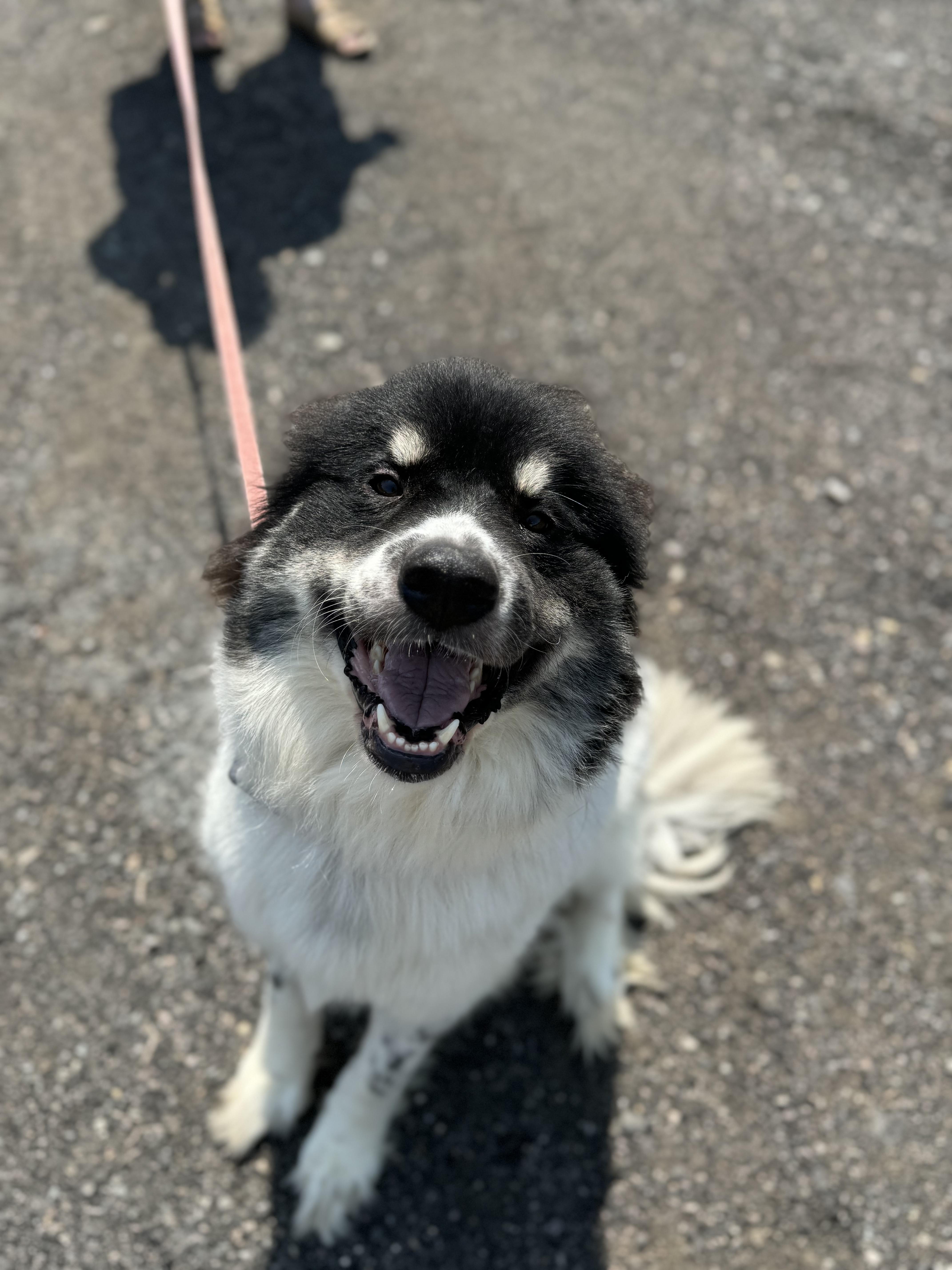 Maggie, a Adopted Great Pyrenees in Blackstone, MA image 5/6