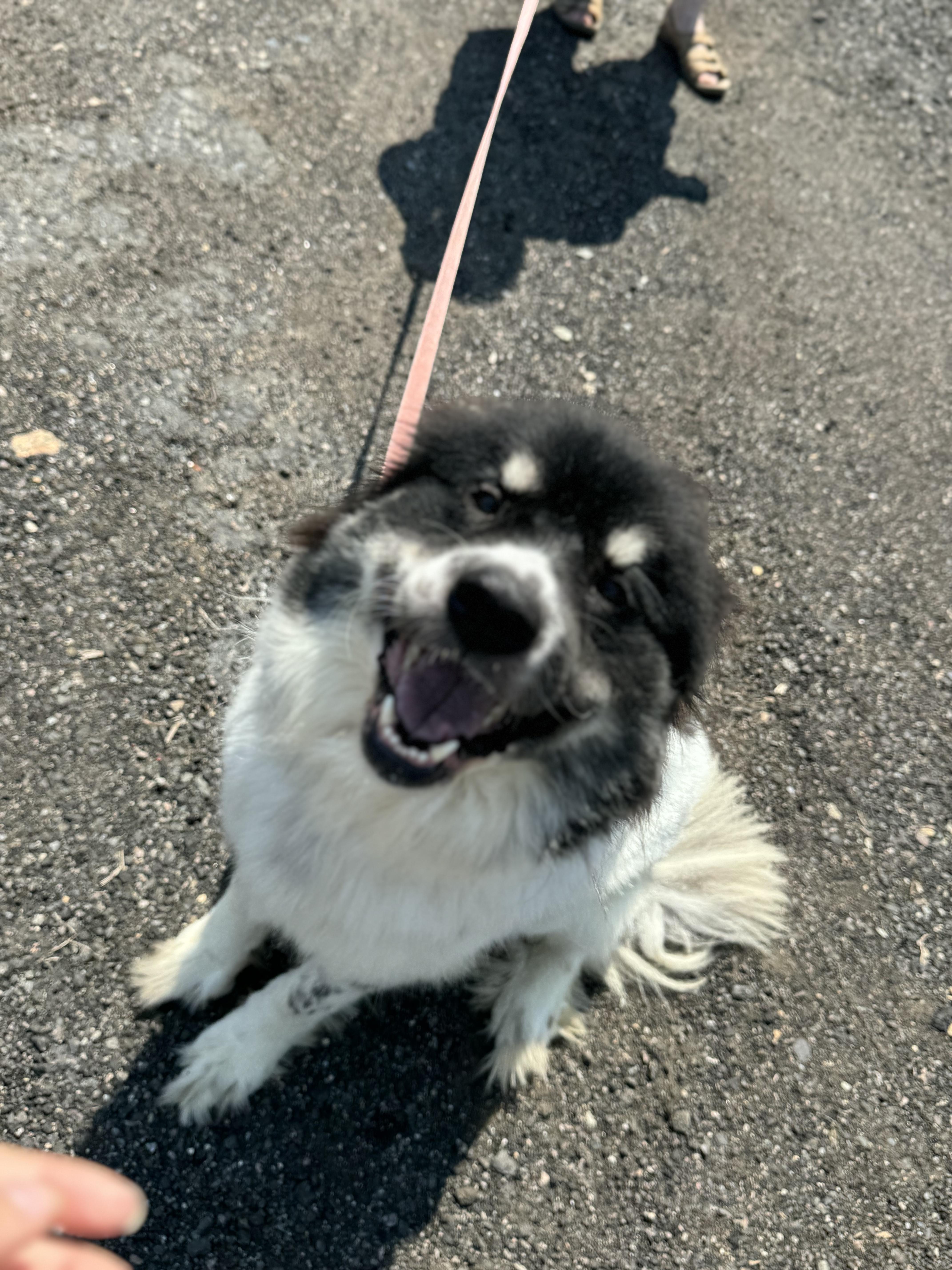 Maggie, a Adopted Great Pyrenees in Blackstone, MA image 6/6