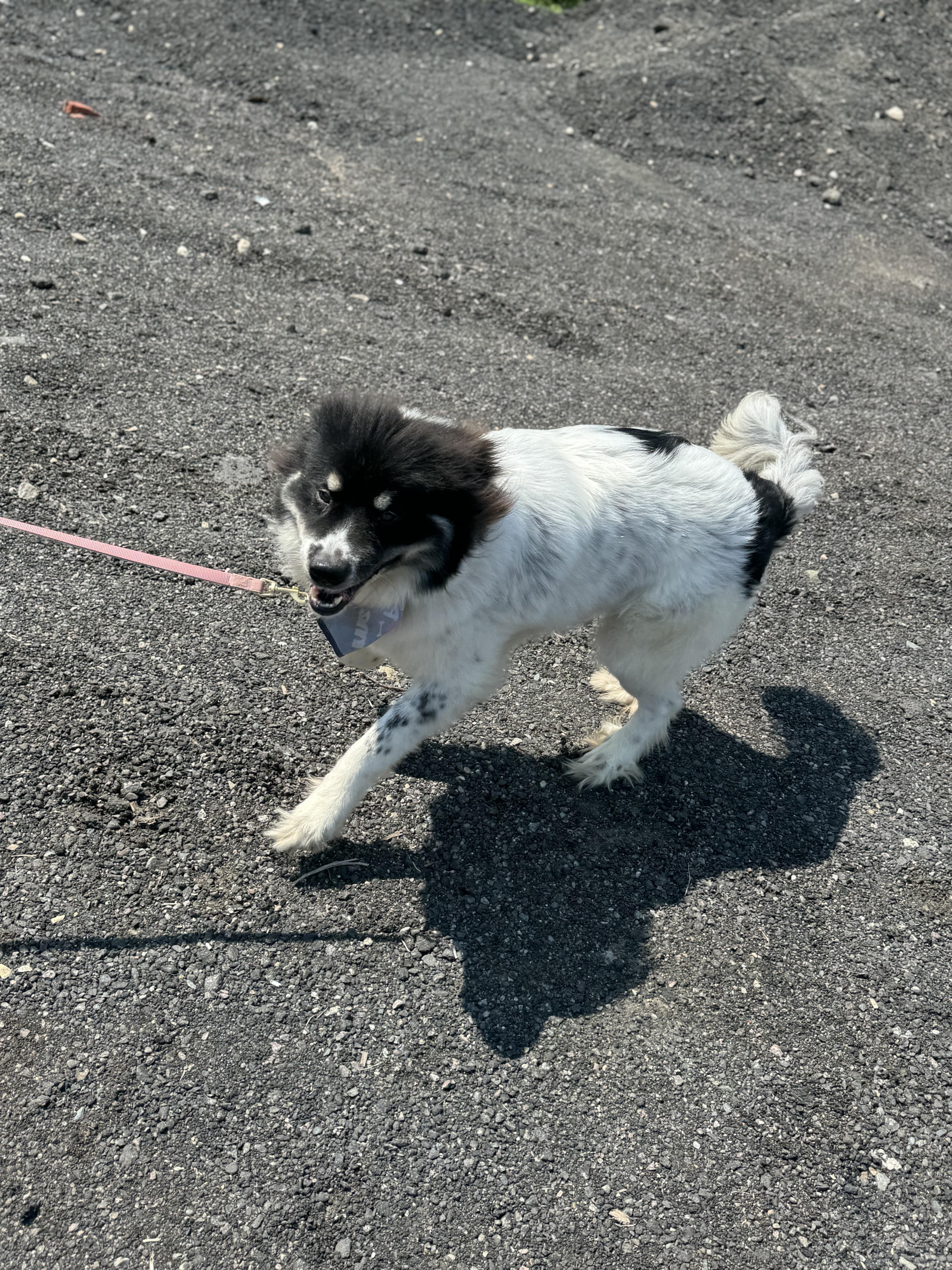 Maggie, a Adopted Great Pyrenees in Blackstone, MA image 2/6