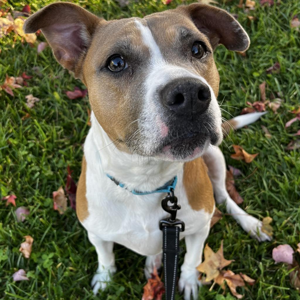 Enlarge Tessa, a Adoptable Mixed Breed in New Castle, DE image 1/3