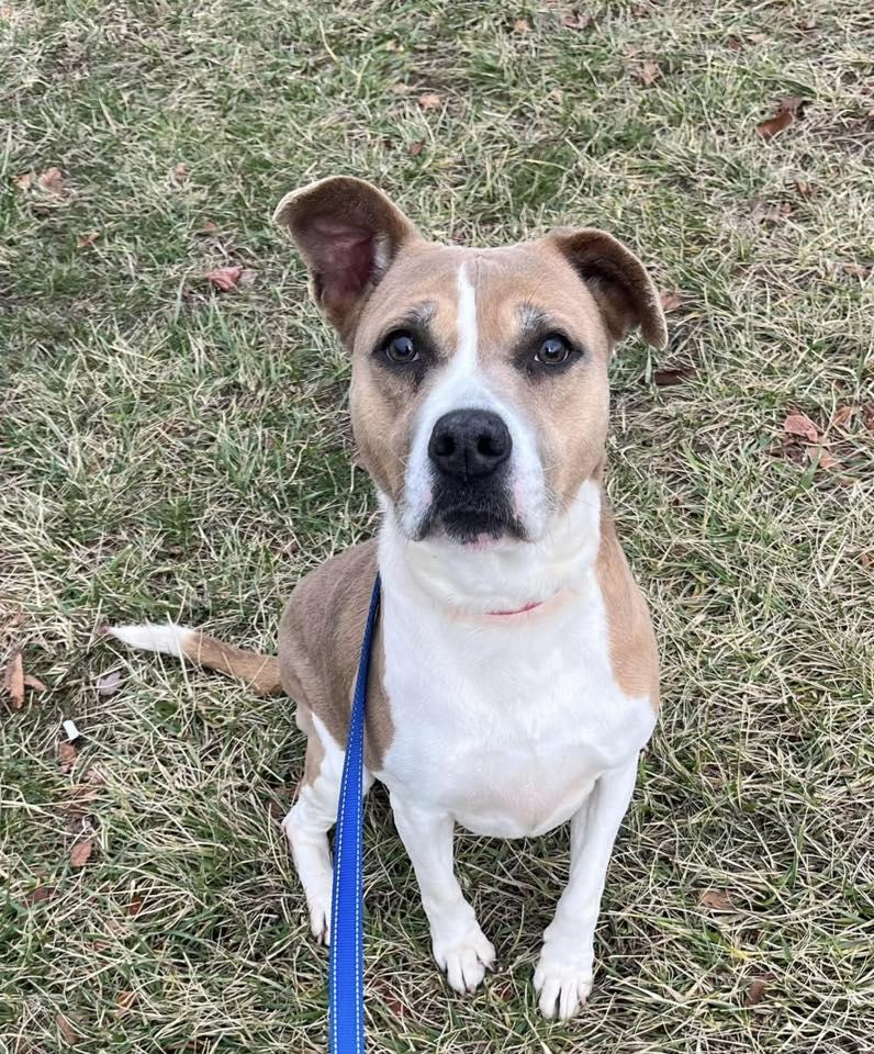 Enlarge Tessa, a Adoptable Mixed Breed in New Castle, DE image 2/3