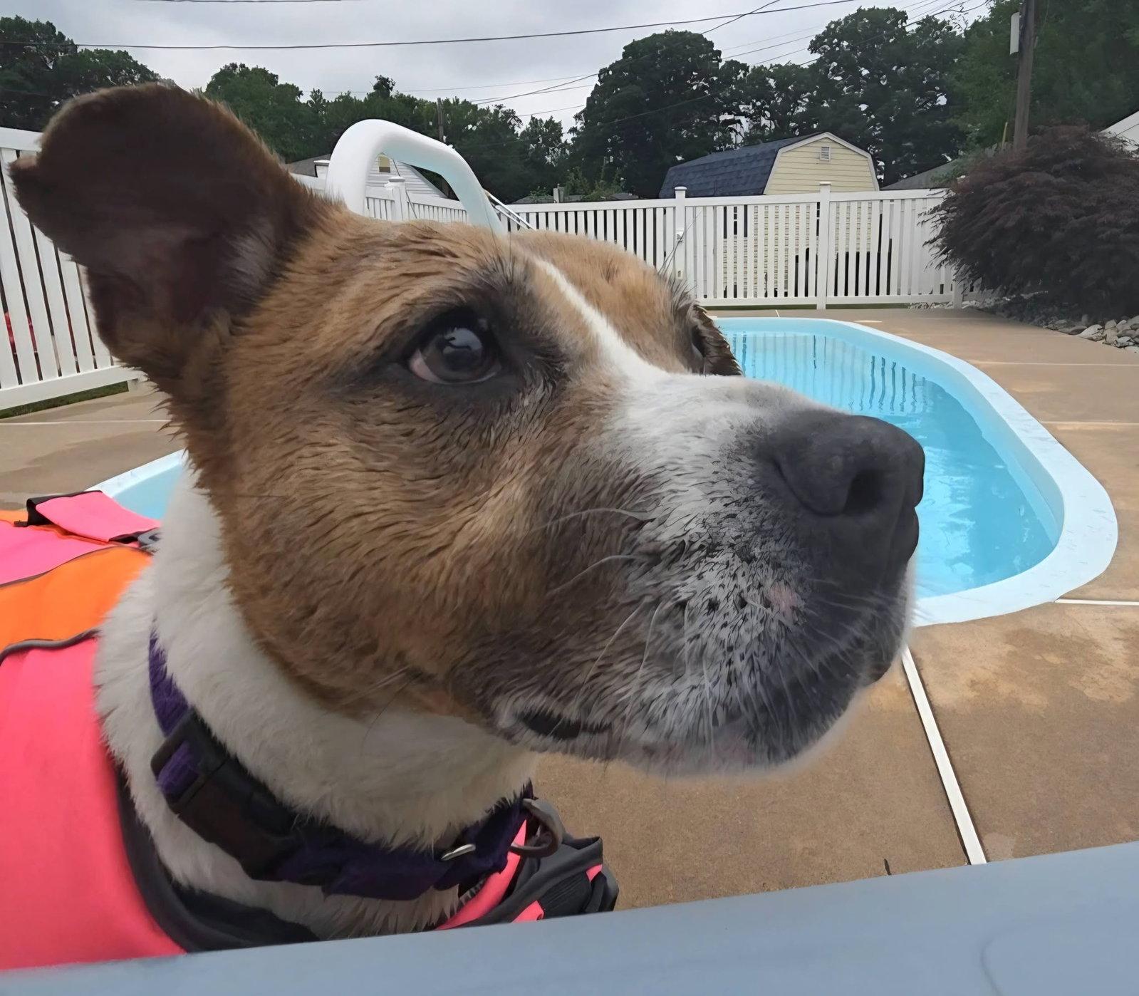 Tessa, a Adoptable Mixed Breed in New Castle, DE image 3/3