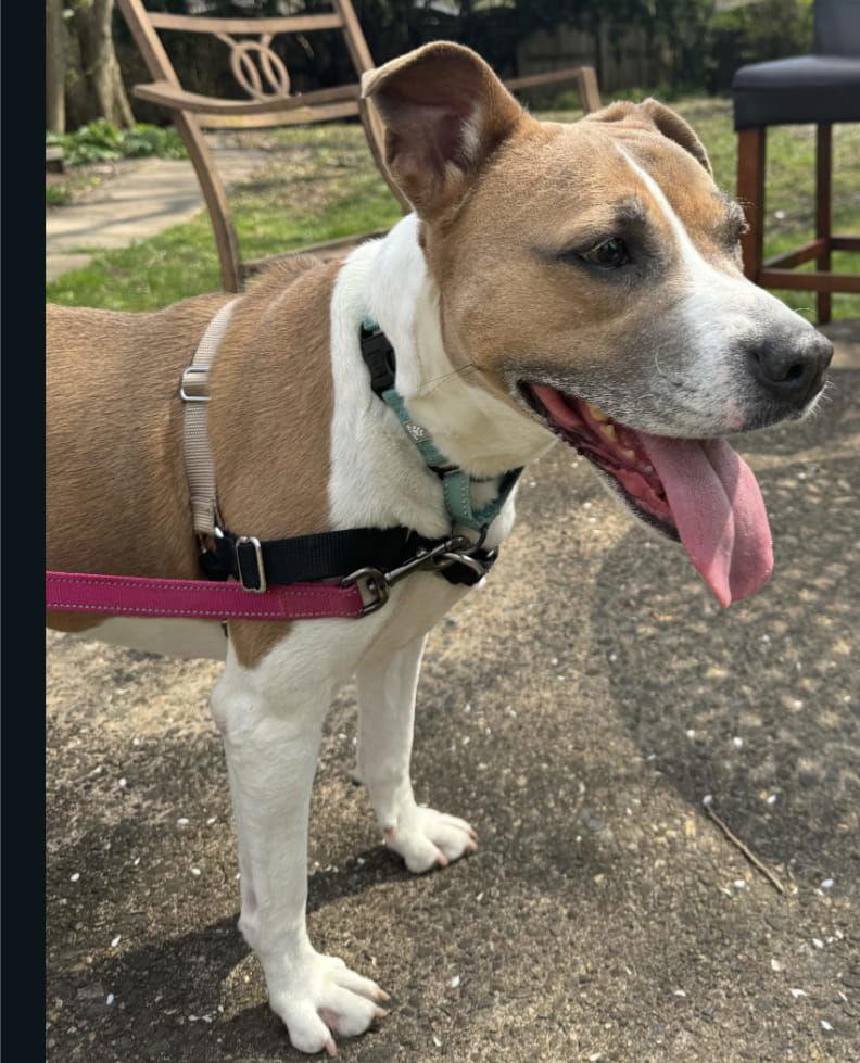 Enlarge Tessa, a Adoptable Mixed Breed in New Castle, DE image 3/3