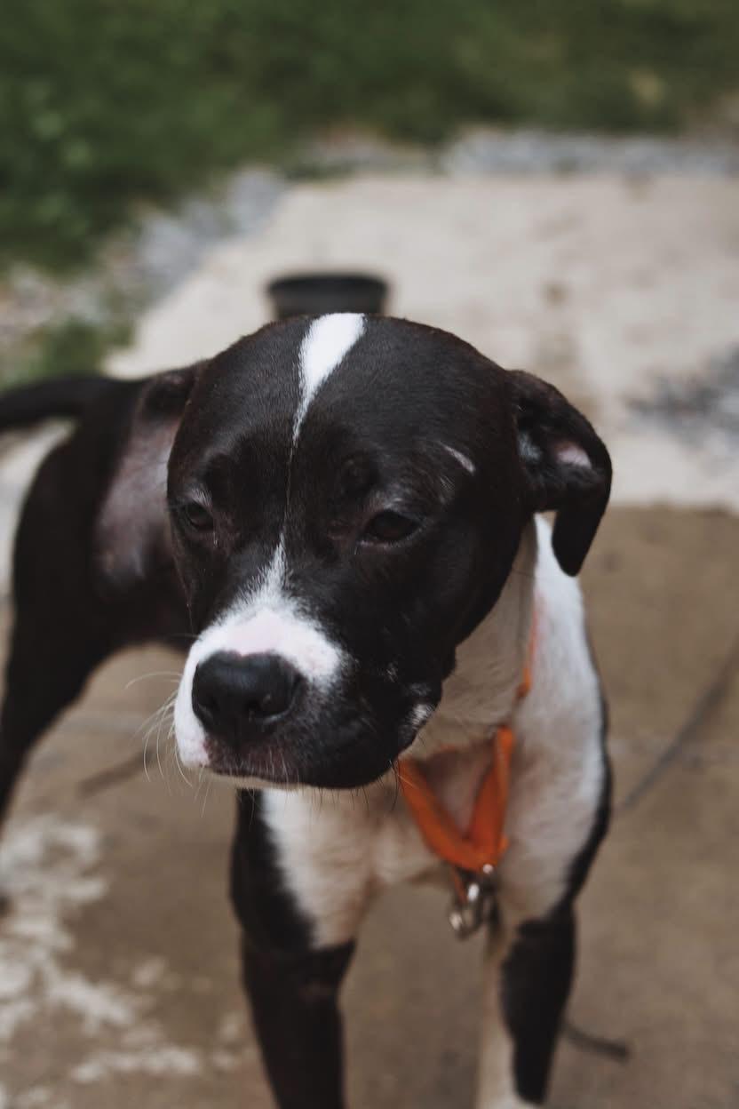 Jade, a ADOPTABLE mixed breed in Grafton, WV image 4/6