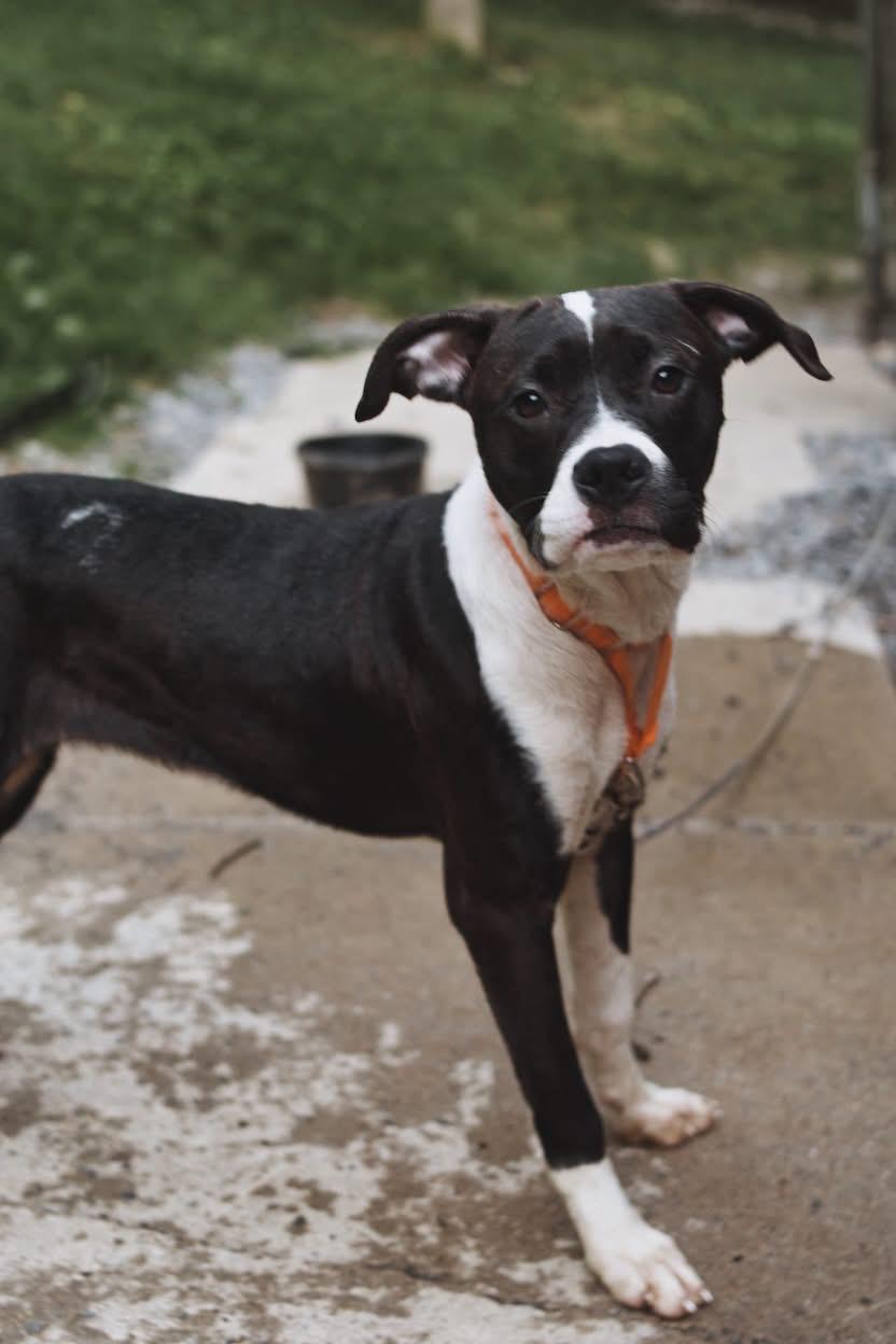 Jade, a ADOPTABLE mixed breed in Grafton, WV image 1/6