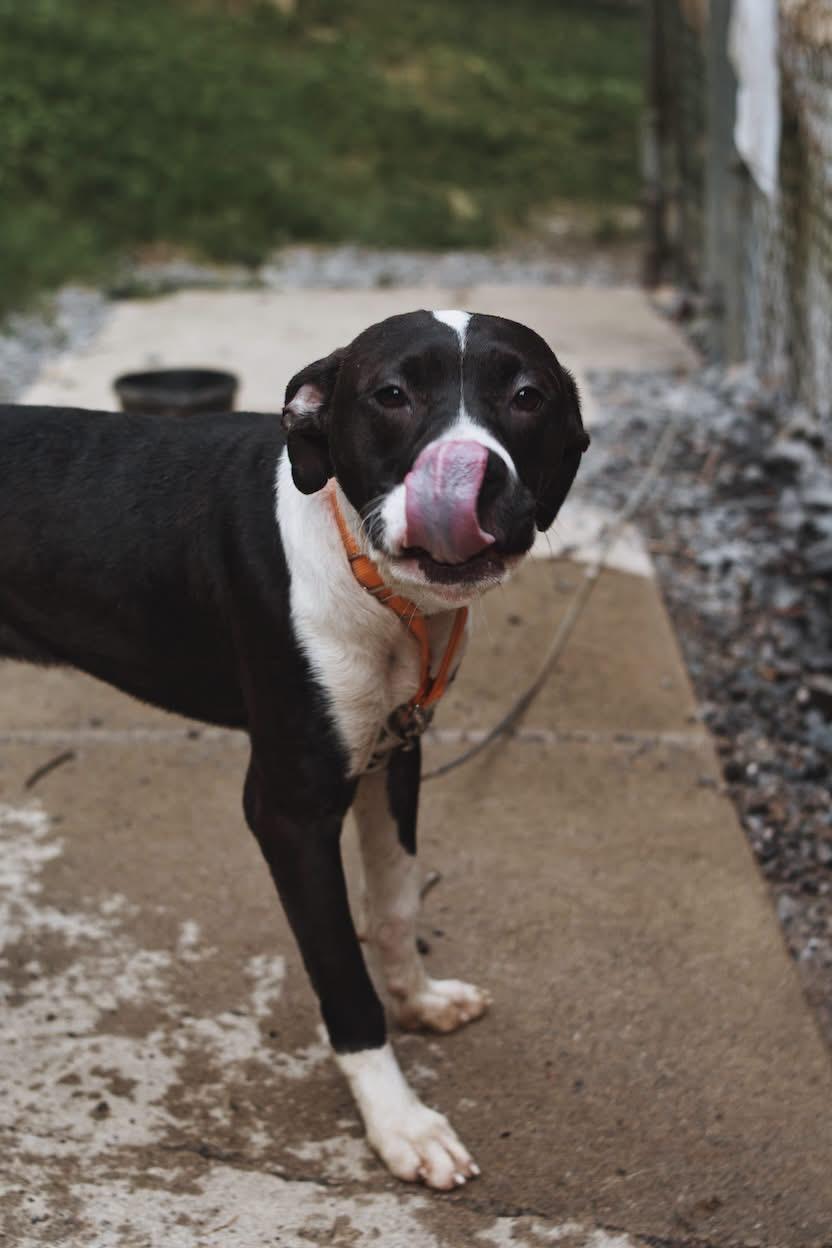 Jade, a ADOPTABLE mixed breed in Grafton, WV image 5/6