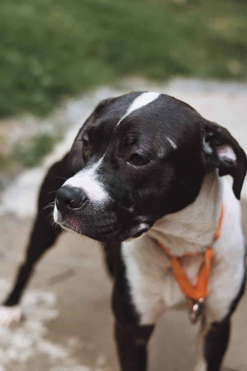 Jade, a ADOPTABLE mixed breed in Grafton, WV image 3/6