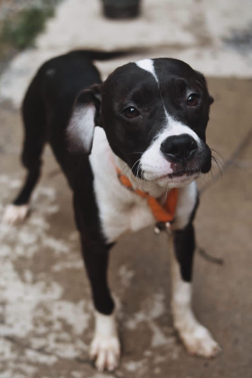 Jade, a ADOPTABLE mixed breed in Grafton, WV image 2/6