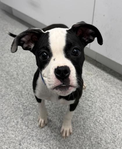 Enlarge Poppy, an adopted mixed breed in Tinley Park, IL image 1/1