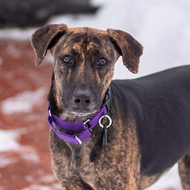 Enlarge Star, a Adoptable mixed breed in Franklin, MA image 3/6