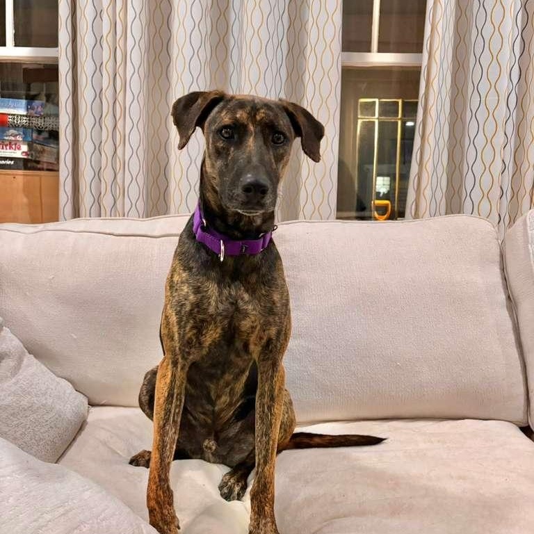 Enlarge Star, a Adoptable mixed breed in Franklin, MA image 4/6