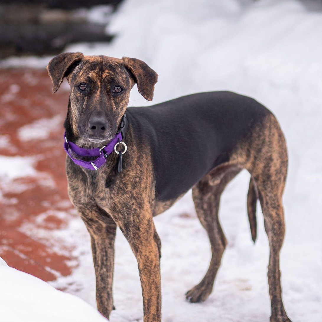 Enlarge Star, a Adoptable mixed breed in Franklin, MA image 5/6