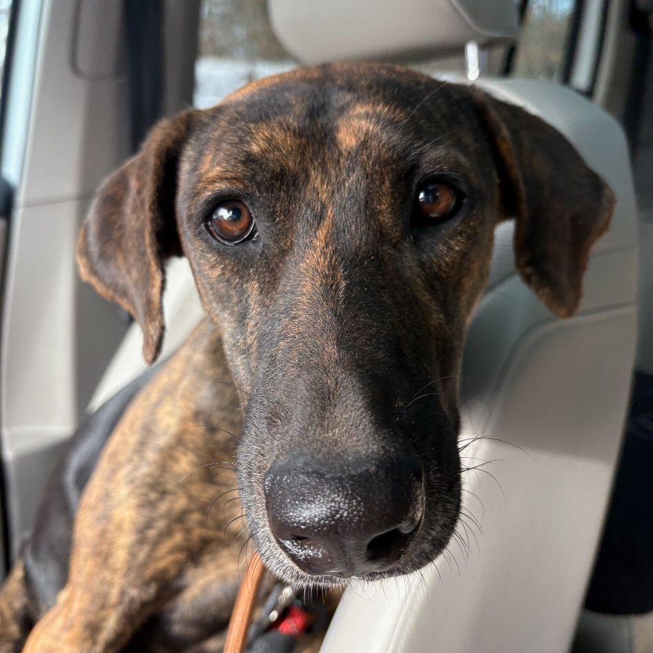 Star, Adoptable, Young Male Mixed Breed.