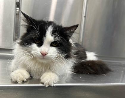 Enlarge Daylyn, a Adoptable mixed breed in Vincennes, IN image 1/1