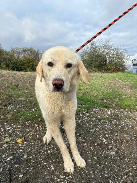 Enlarge Butternut, a Adoptable mixed breed in Grass Valley, CA image 1/1
