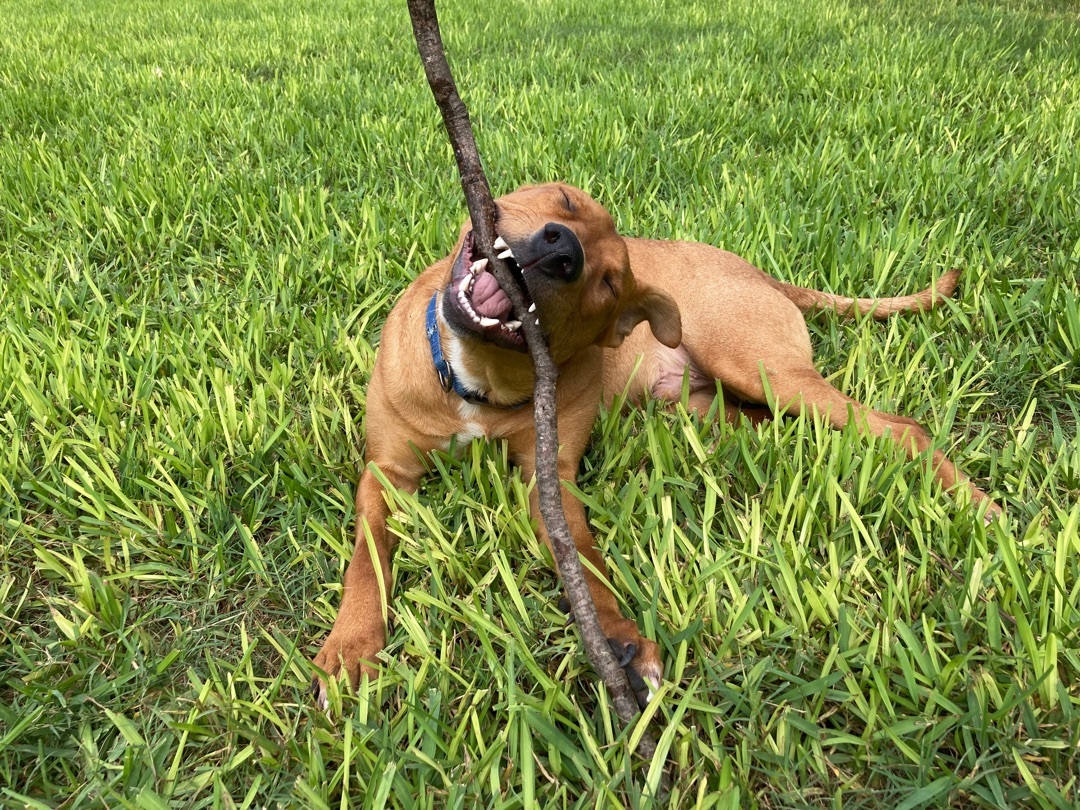 Max, a Adoptable mixed breed in Houston, TX image 1/16