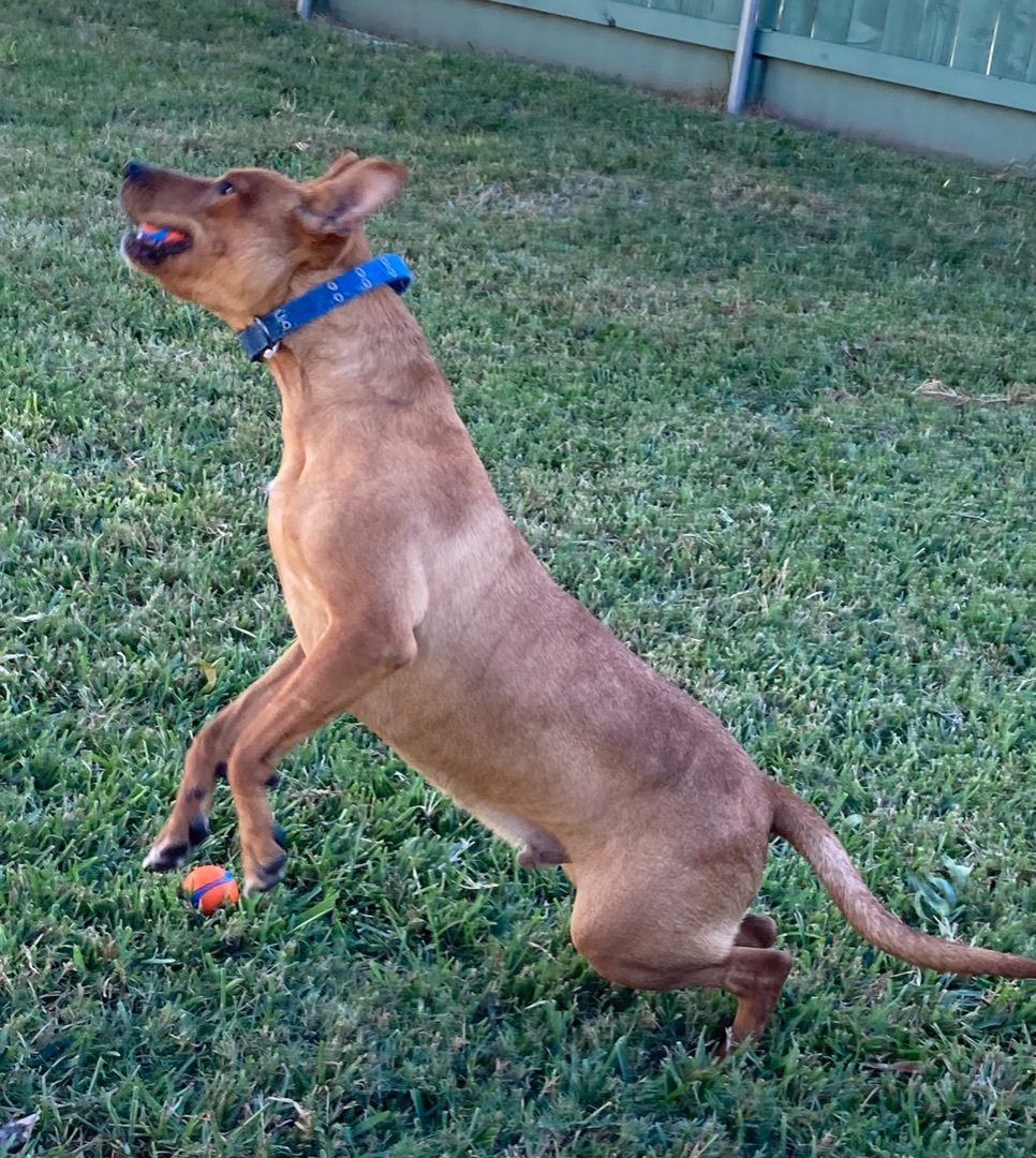 Max, a Adoptable mixed breed in Houston, TX image 2/16