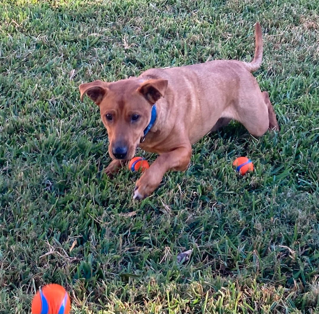 Max, a Adoptable mixed breed in Houston, TX image 3/16