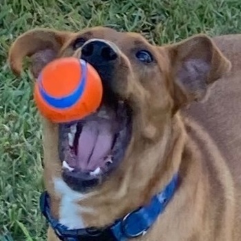 Max, a Adoptable mixed breed in Houston, TX image 4/16