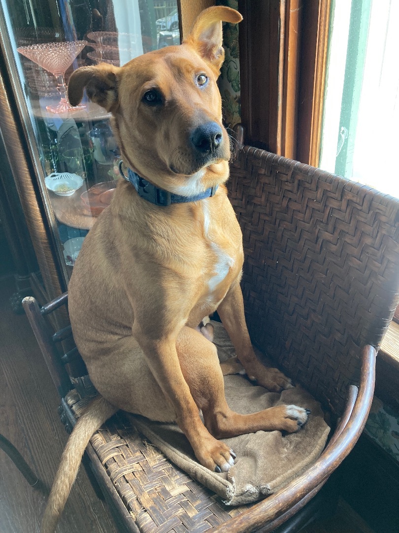 Max, a Adoptable mixed breed in Houston, TX image 5/16