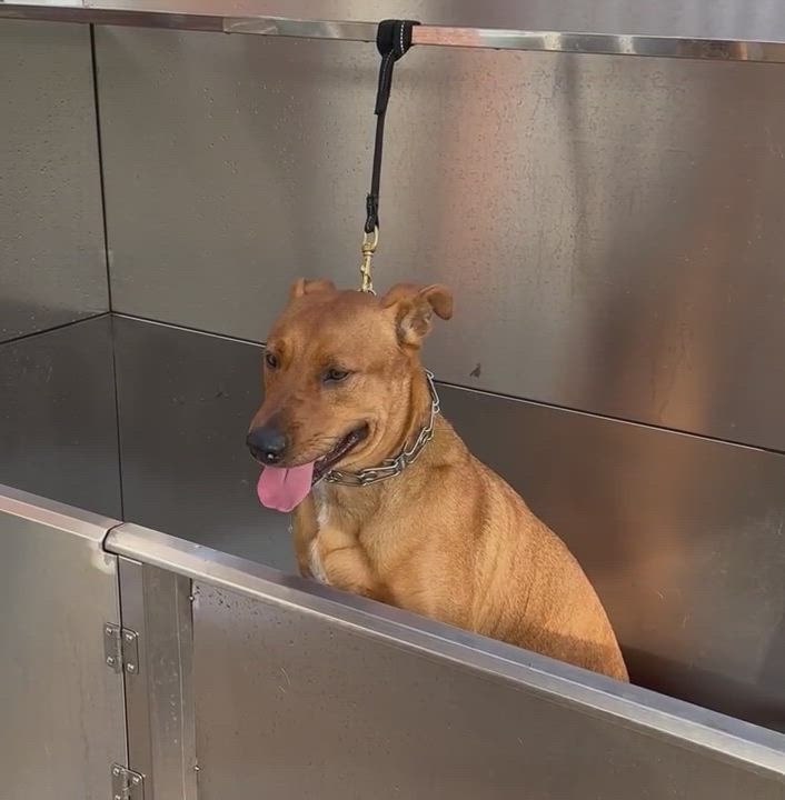 Enlarge Max, a Adoptable mixed breed in Houston, TX video 15/16