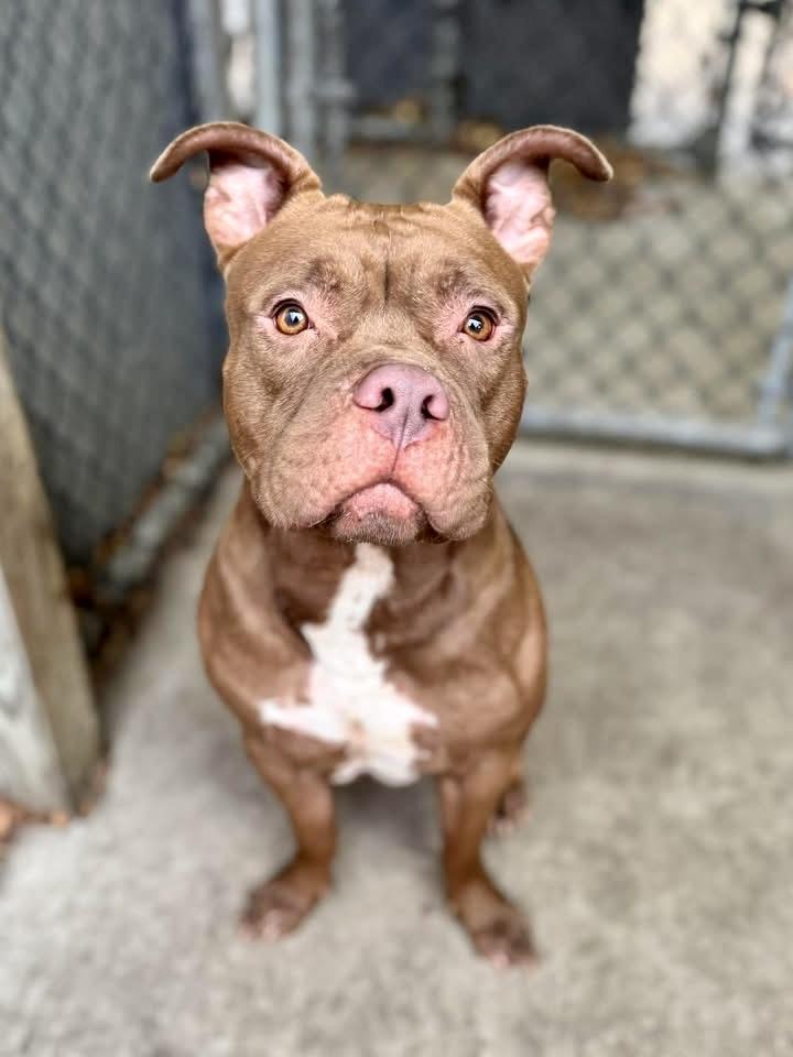 Enlarge Borscht, a ADOPTABLE Pit Bull Terrier in Chicago, IL image 1/5